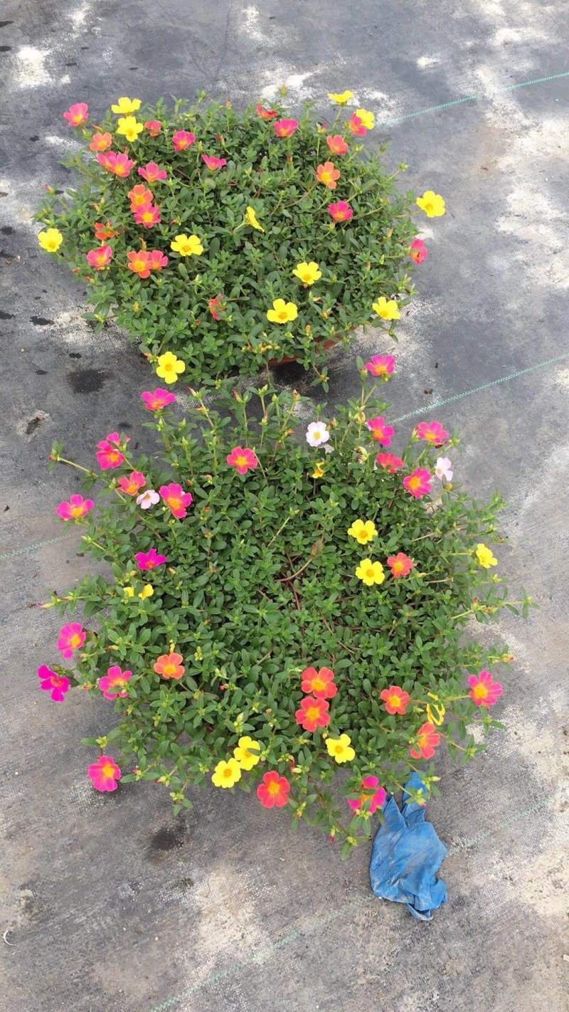 太阳花