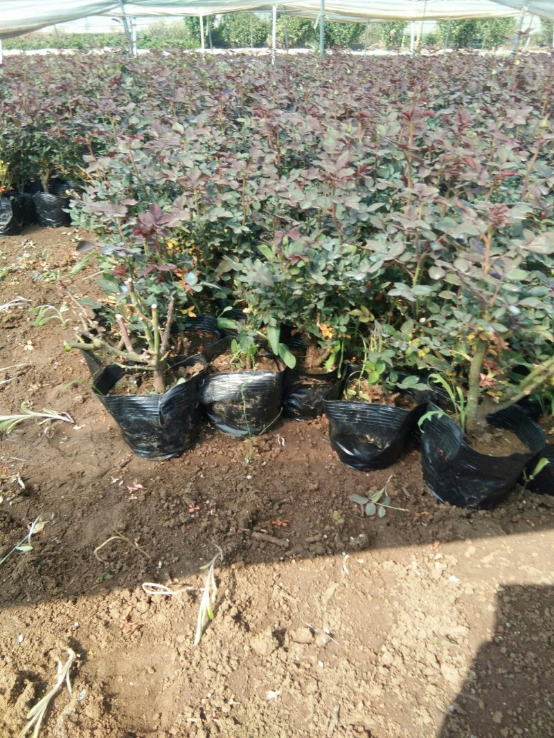 盆栽月季，北海道黄杨，绿化月季，欧石竹，绿化欧石竹