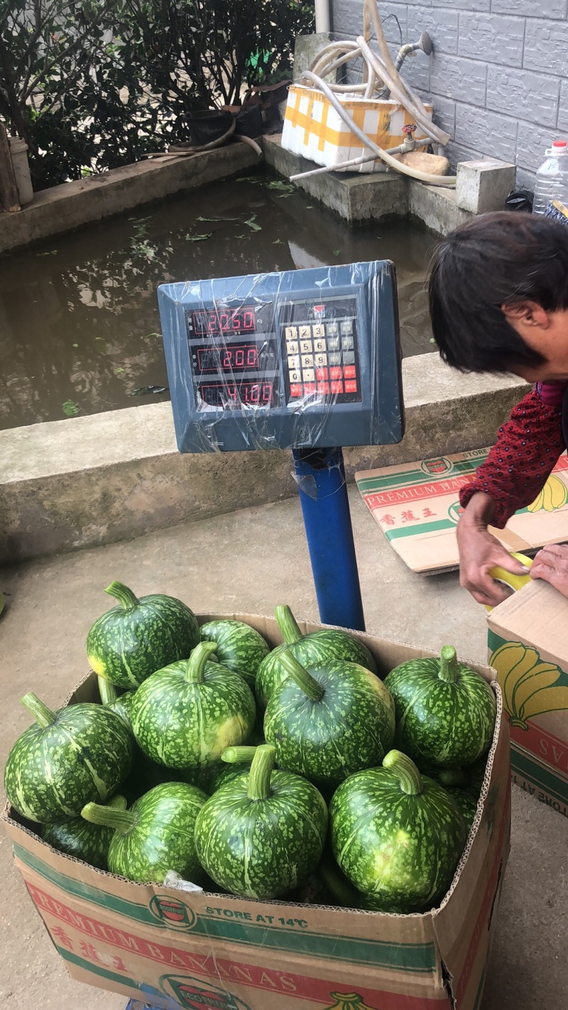 浙江金华小南瓜特大新鲜量大实惠每天新鲜采摘