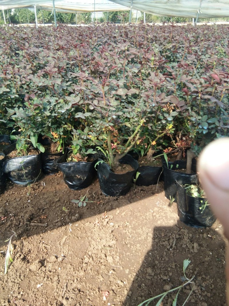 盆栽月季，北海道黄杨，绿化月季，欧石竹，绿化欧石竹