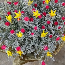 混搭勿忘我干花情人草干花，水晶花干花