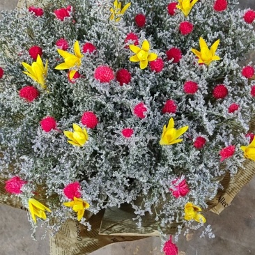 混搭勿忘我干花情人草干花，水晶花干花
