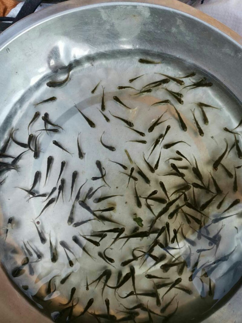 【精品鱼苗】花鲢大头，大量上市欢迎采购