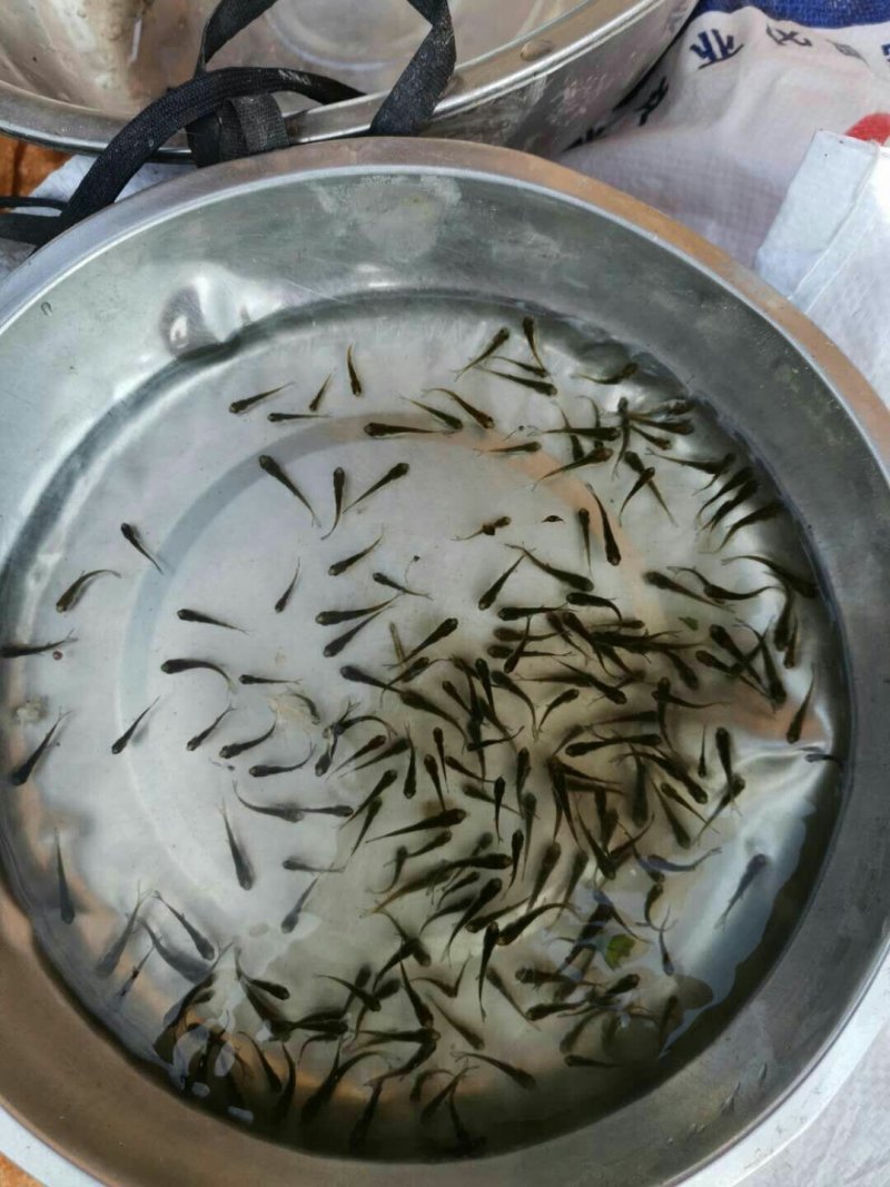 【精品鱼苗】花鲢大头，大量上市欢迎采购