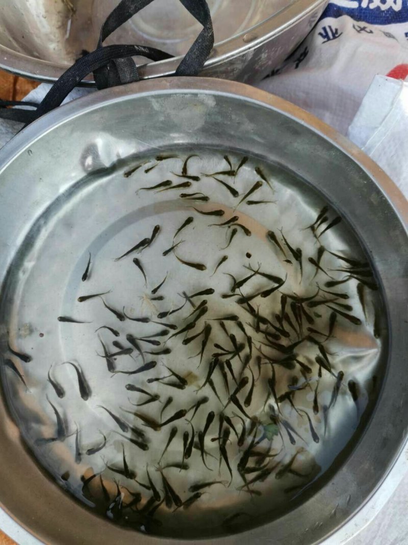 【精品鱼苗】花鲢大头，大量上市欢迎采购
