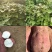 红薯淀粉/淀粉/商薯淀粉/红薯粉全国发货品质好