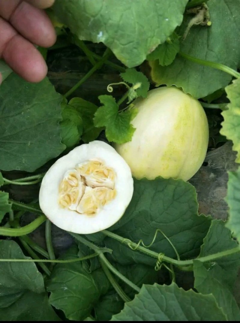 辽宁锦州凌海香瓜，质量有保障，产地货源。