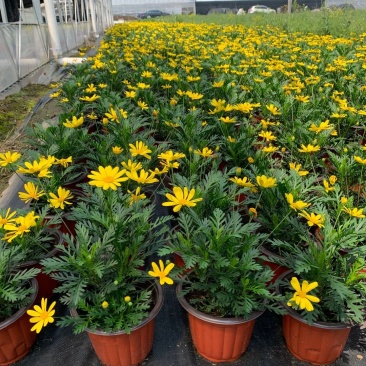 黄金菊/多年生/多规格/基地直销/保质保量/