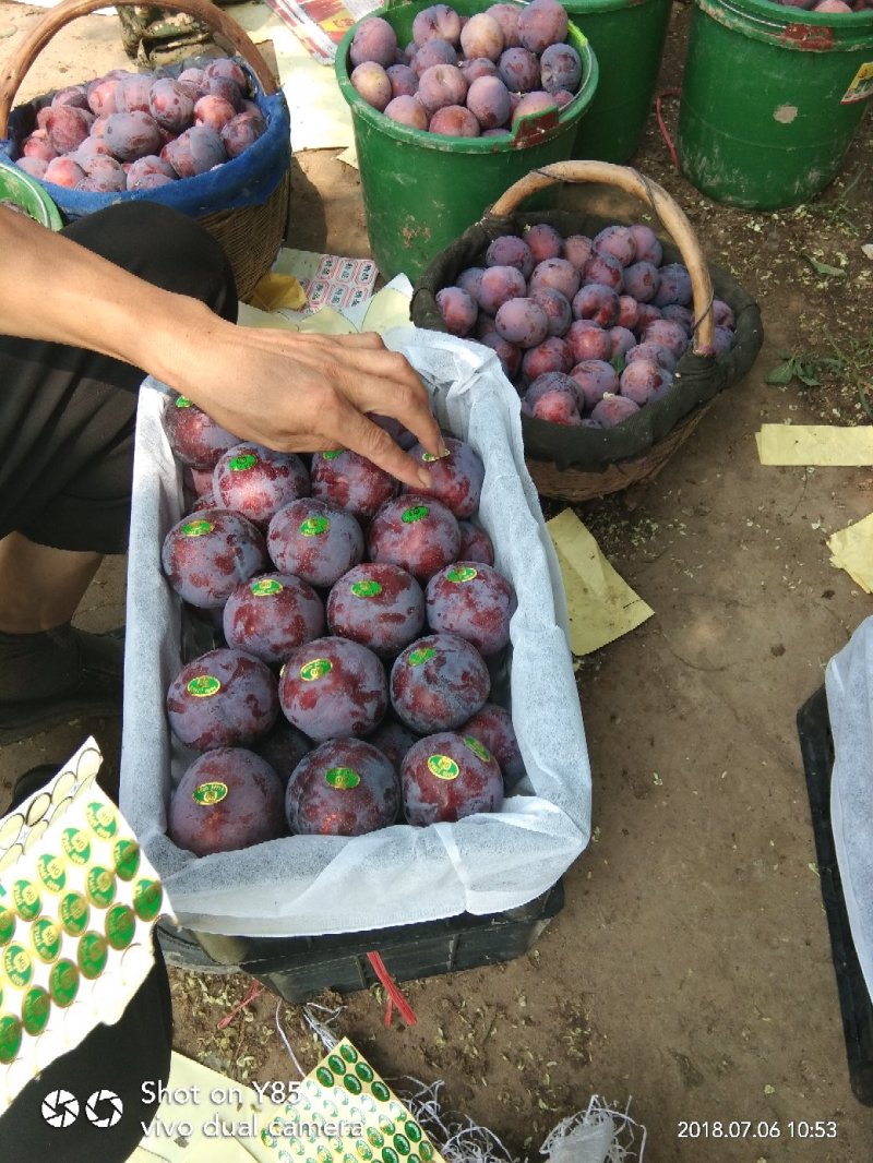 黑布林李子价格，黑巨李价格，陕西黑布林李子批发