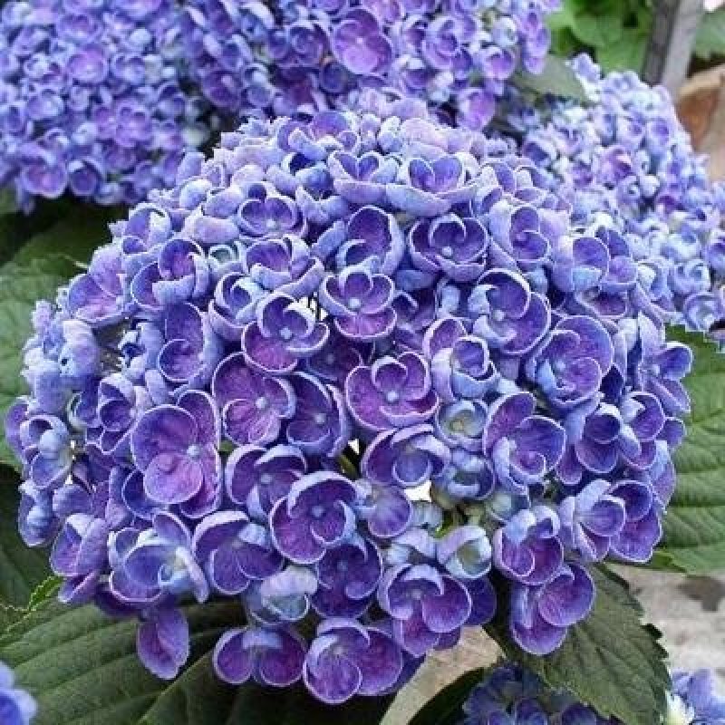 绣球花/多品种/长年基地直销/保质保量/