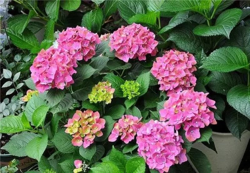 绣球花/多品种/长年基地直销/保质保量/
