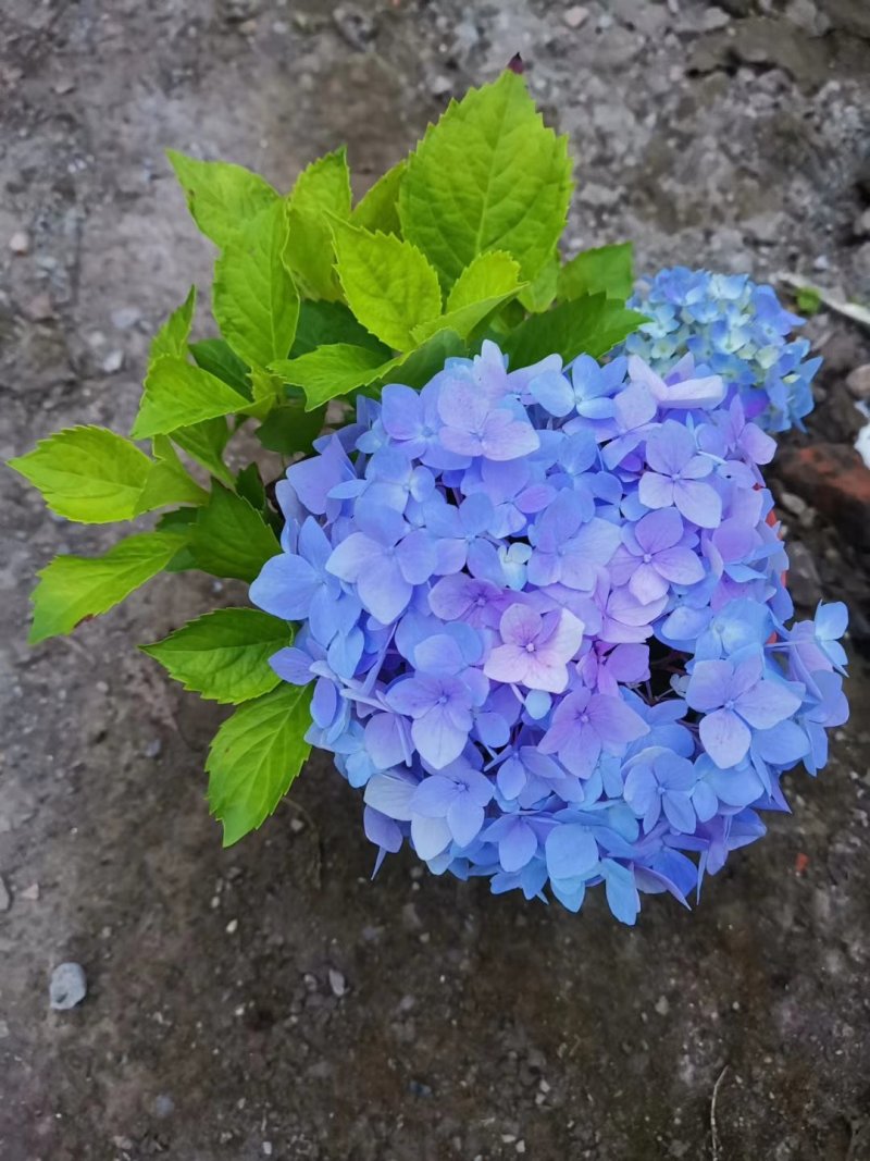绣球花/多品种/长年基地直销/保质保量/