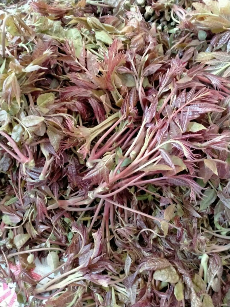 二茬香椿芽