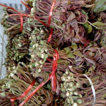 二茬香椿芽