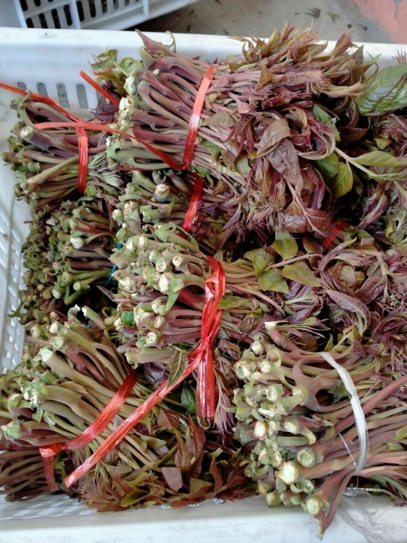 二茬香椿芽