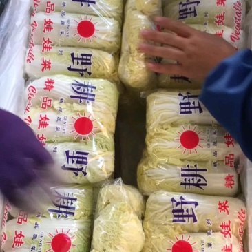 河北，精品娃娃菜、黄亚，可来实地看货