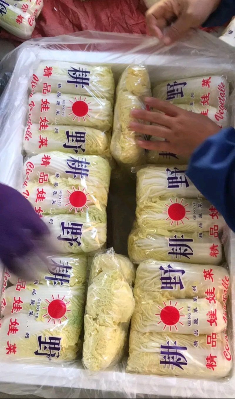 河北，精品娃娃菜、黄亚，可来实地看货