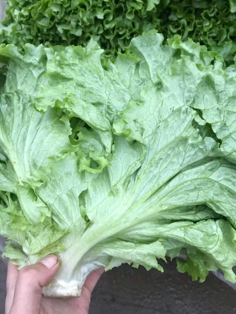 河北，青也生菜，可来实地看货