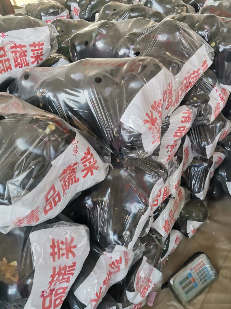 《精选》黑紫光茄子，黑圆茄，紫光圆茄，山东茄子，全国代发