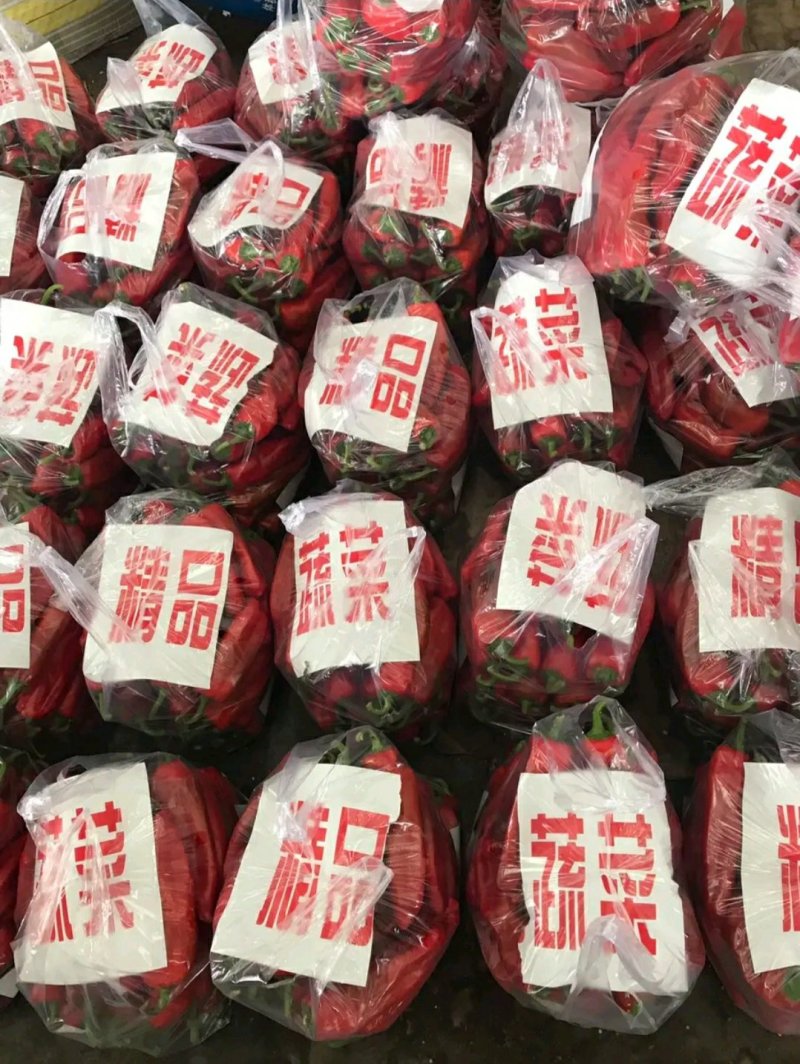 河北，红尖椒，可来实地看货