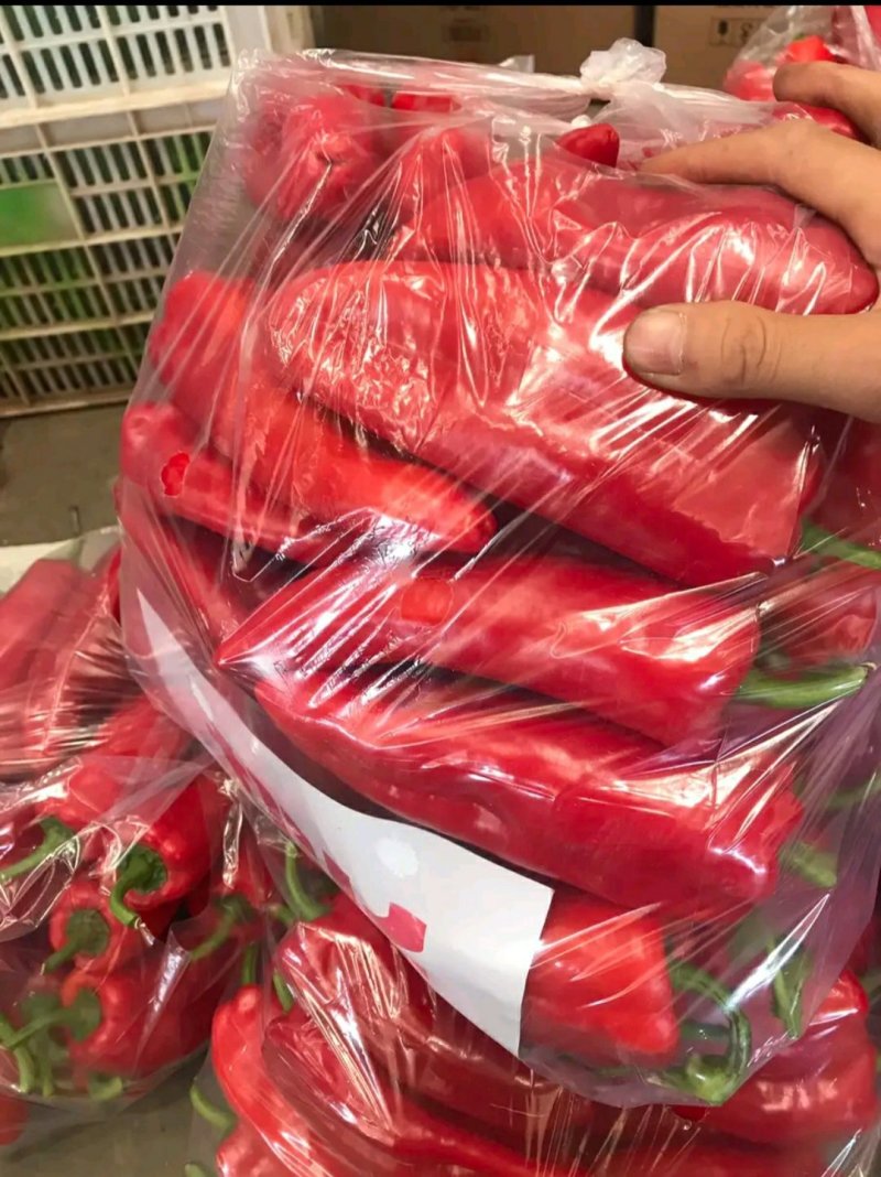 河北，红尖椒，可来实地看货