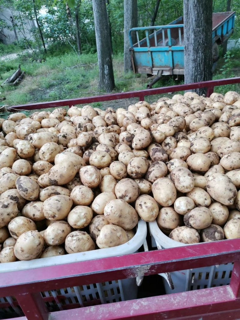 土豆已经大量上市，市场，超市客户积极采购，需要联系