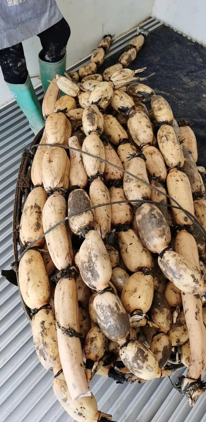 土豆已经大量上市，市场，超市客户积极采购，需要联系