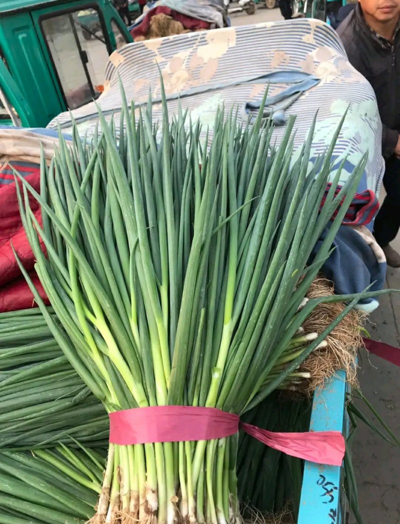 河北，精品小葱，可来实地看货