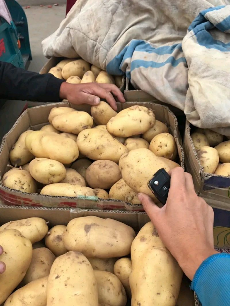 河北，精品土豆，可来实地看货