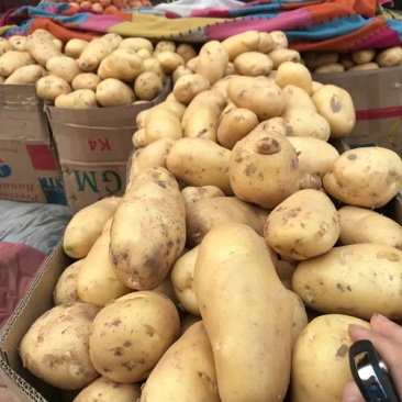 河北，精品土豆，可来实地看货