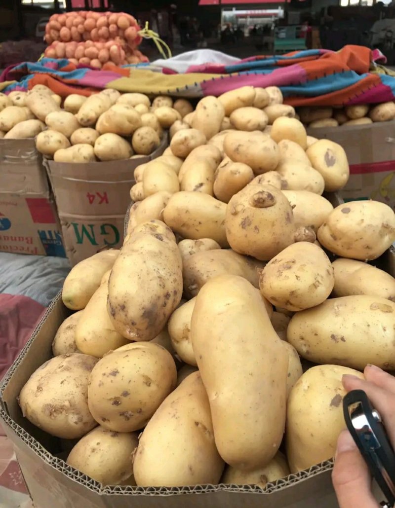 河北，精品土豆，可来实地看货