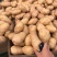 河北，精品土豆，可来实地看货