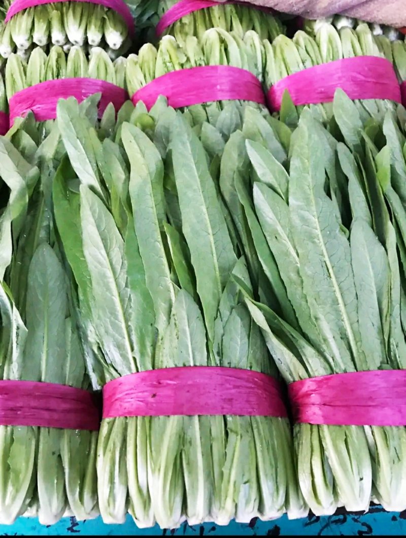 精品油麦菜、小圆根、冰糖心