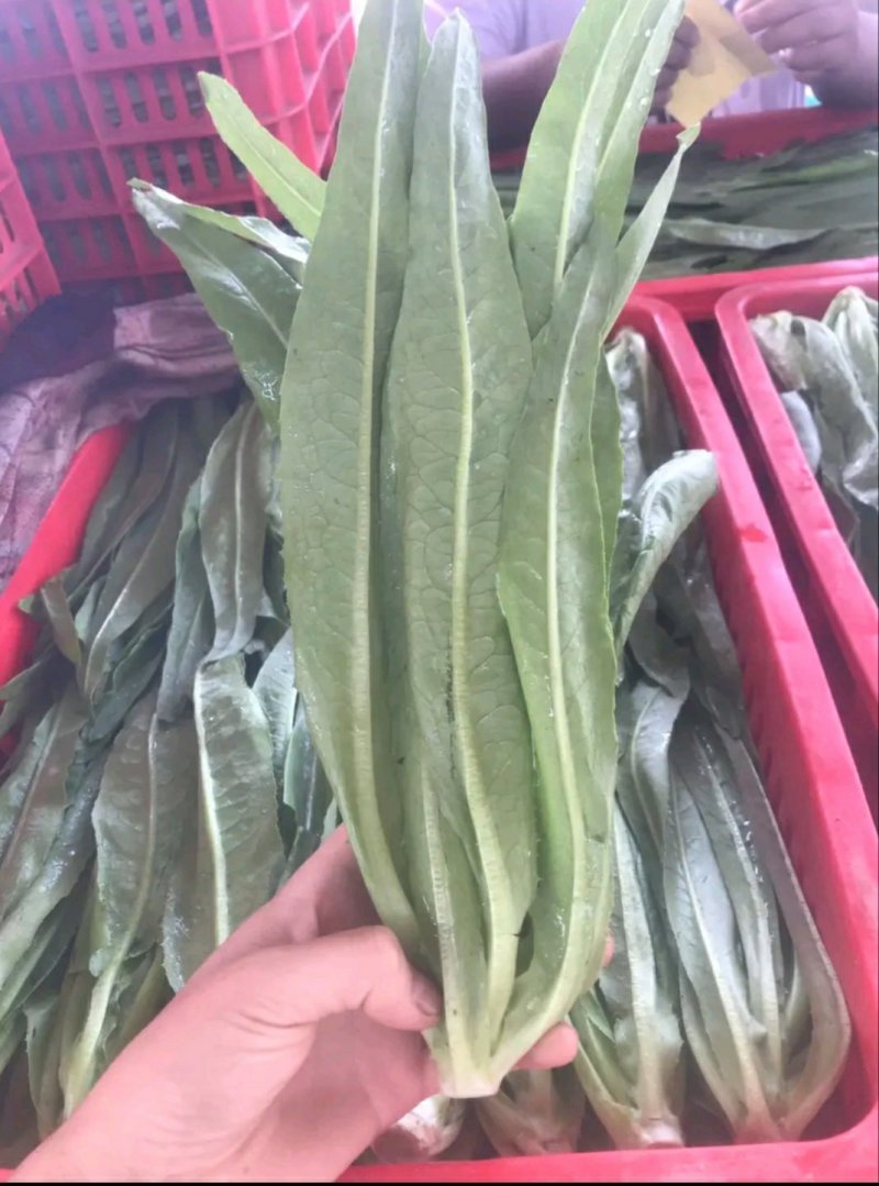 精品油麦菜、小圆根、冰糖心