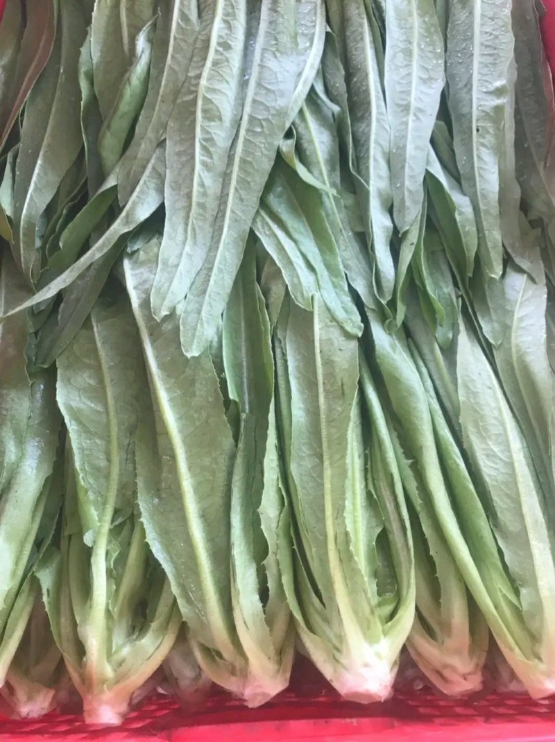 精品油麦菜、小圆根、冰糖心
