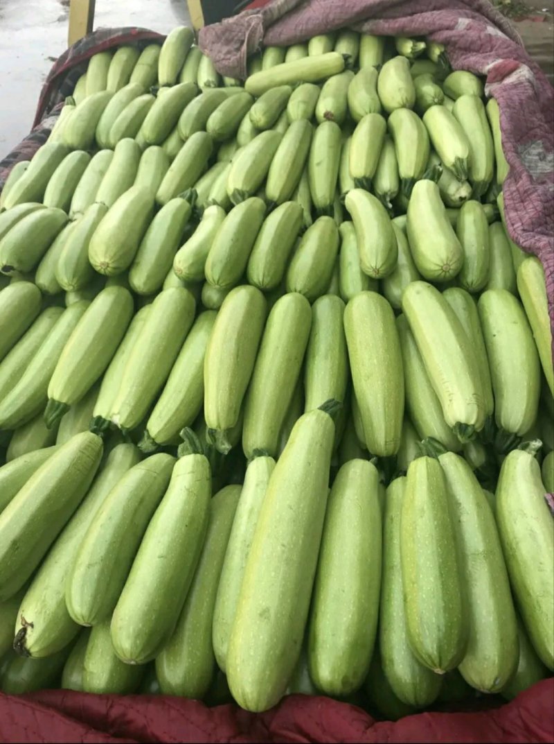 河北，精品西葫芦，可来实地看货