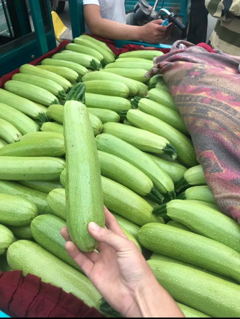 河北，精品西葫芦，可来实地看货