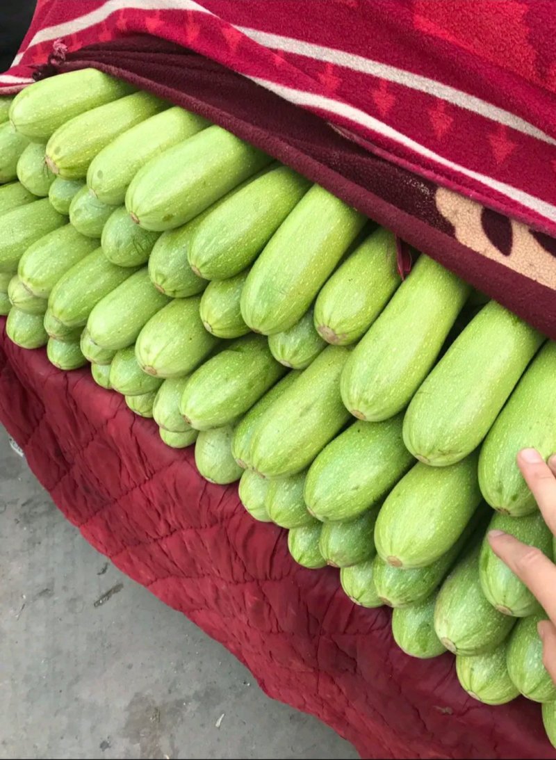 河北，精品西葫芦，可来实地看货