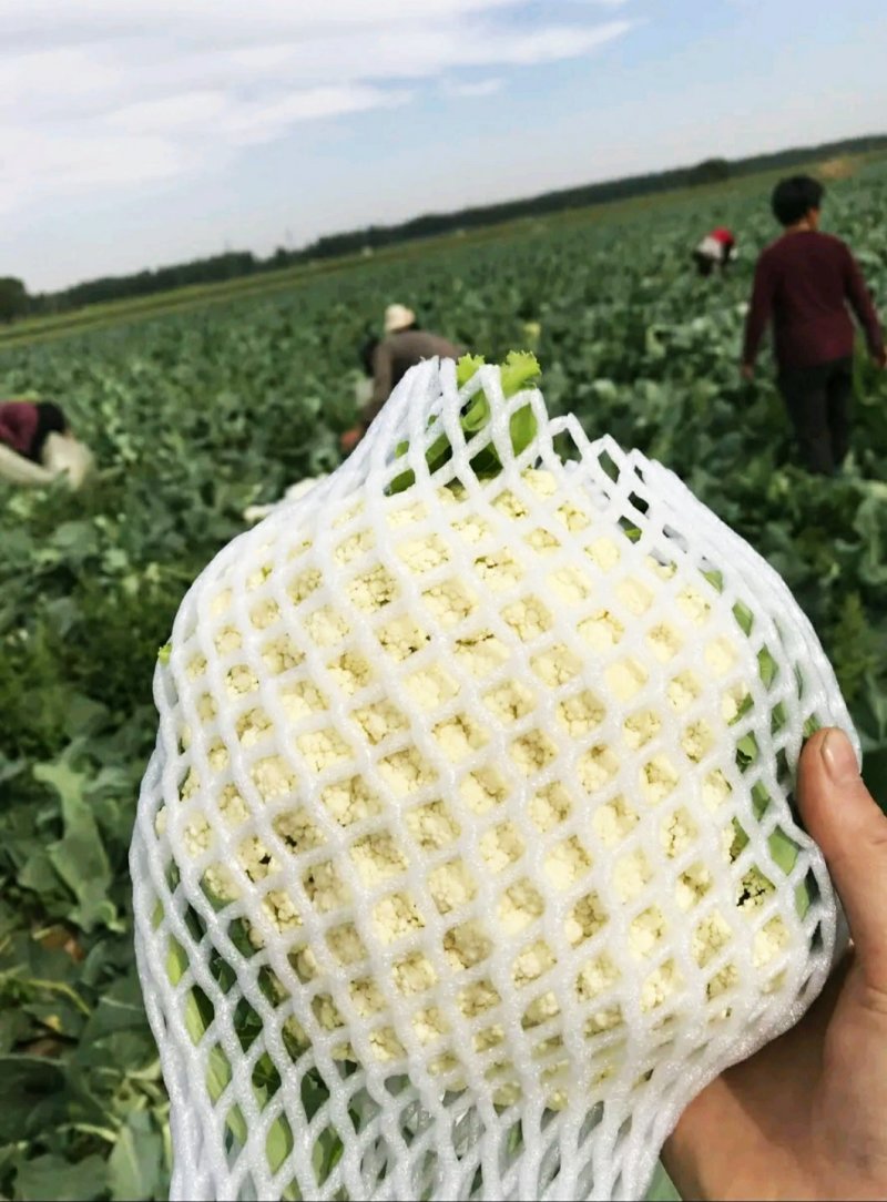 花菜，河北有机花菜，商超品质，产地直发，全国发货