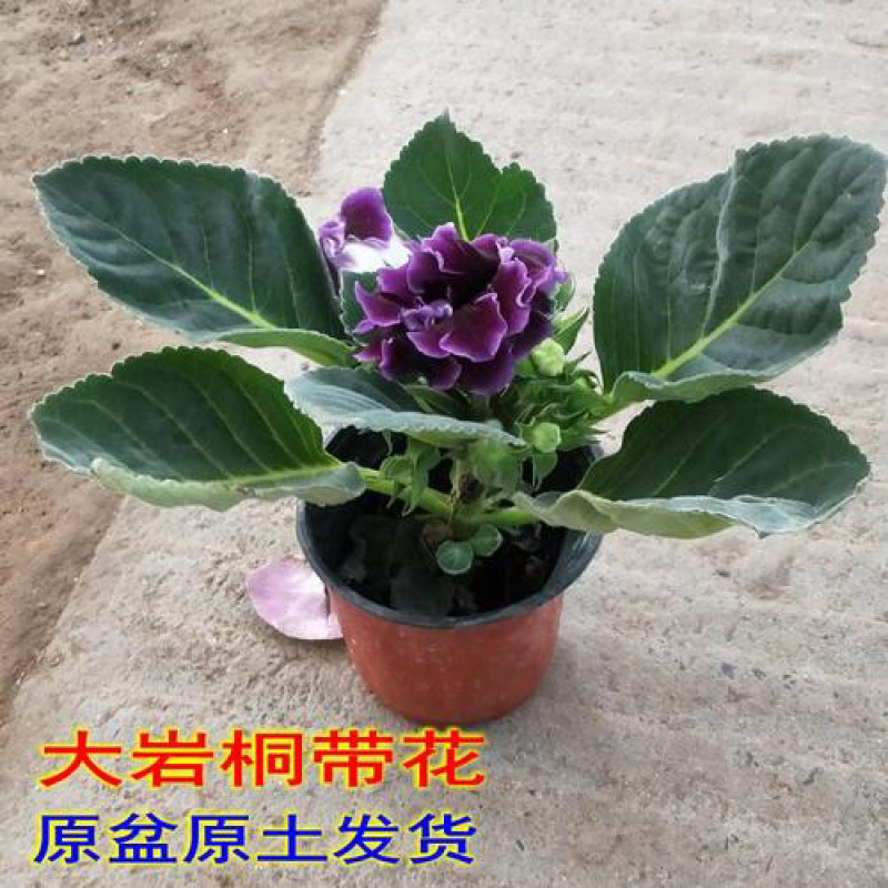 大岩桐