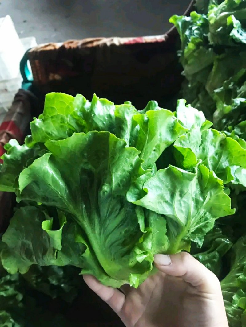 河北，黄叶生菜，可来实地看货