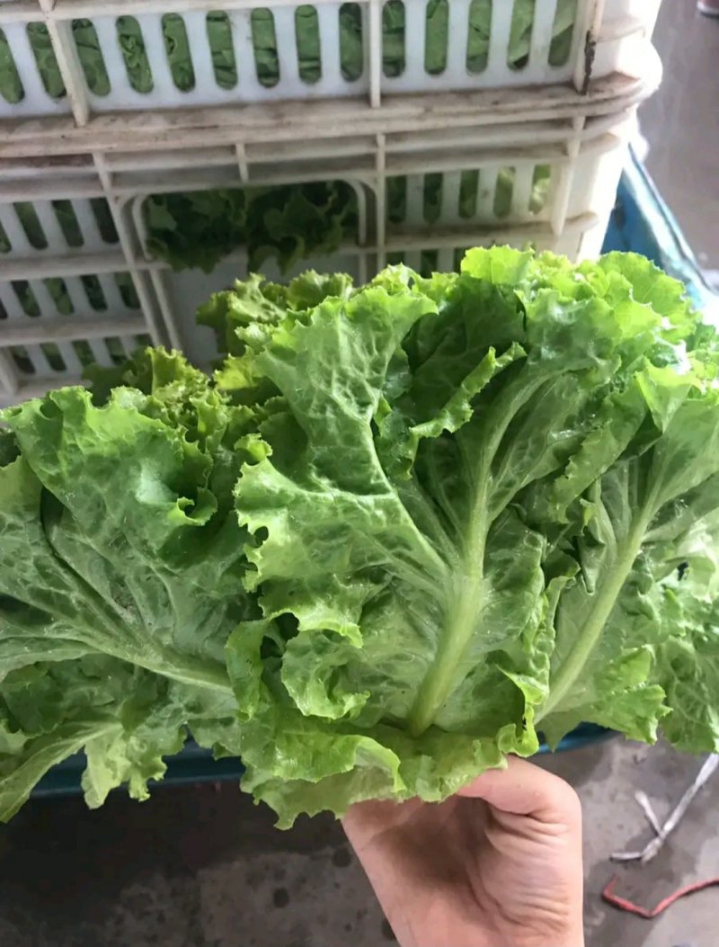 河北，黄叶生菜，可来实地看货