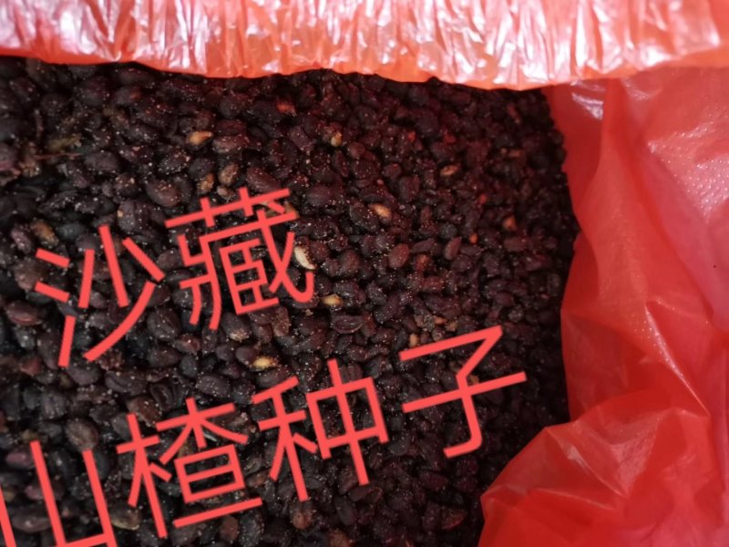 沙藏山楂种子河北山楂种子