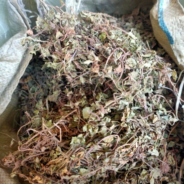 金钱草大叶(过路黄)，产地直销，一手货源，来电优惠