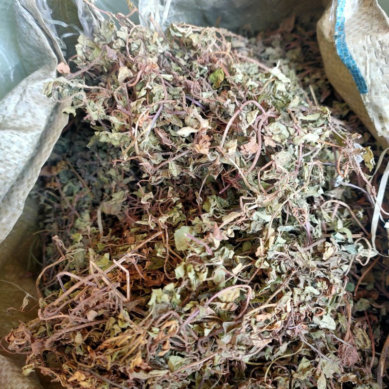 金钱草大叶(过路黄)，产地直销，一手货源，来电优惠