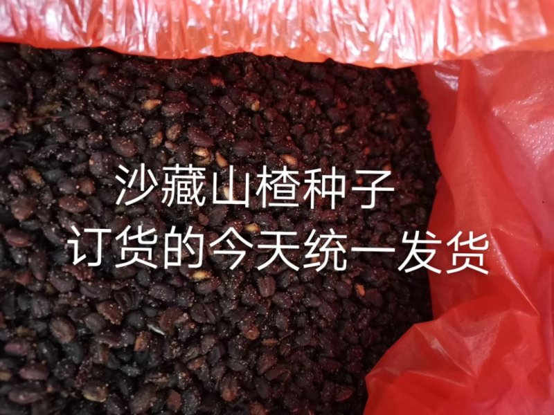 沙藏山楂种子河北山楂种子