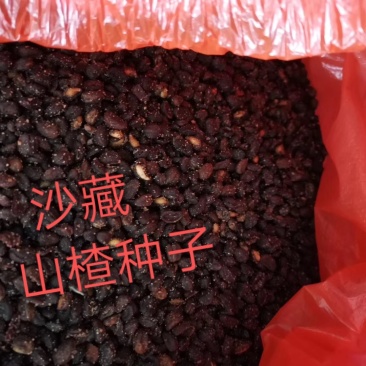 沙藏山楂种子河北山楂种子
