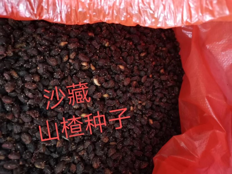 沙藏山楂种子河北山楂种子