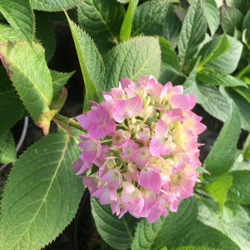 绣球花基地直销，无尽夏绣球花价格，绣球花18双色杯
