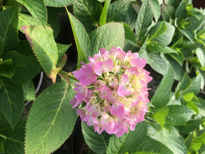 绣球花基地直销，无尽夏绣球花价格，绣球花18双色杯